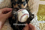 Sweet Yorkie Pugsley at Tinypuppy