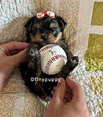 Teacup Yorkie, Yorkshire Terrier