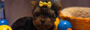 Teacup Yorkie Puppu
