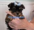Micro Yorkie Mikey