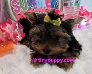 Teacup Yorkie Lucy