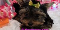Teacup Yorkie Lucy