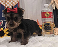 Teacup Yorkie Baby Yorkie