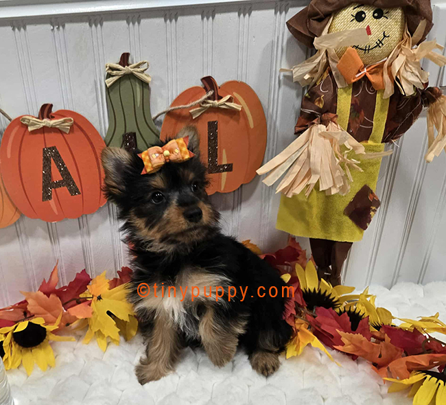 Tiny Yorkie Pumpkin