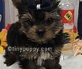 Micro Ziggy Yorkie puppy