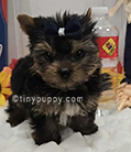 Micro Ziggy Yorkie puppy
