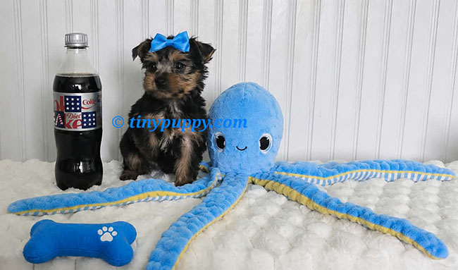 Tiny Ziggy Yorkie puppy wearing a blue bow, sitting beside a Diet Coke bottle and surrounded by blue and yellow puppy toys at tinypuppy.com