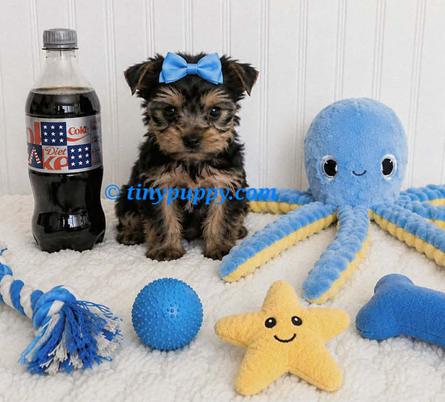 Ziggy tiny Yorkie puppy sitting by a 20 oz Diet Coke at jus 1 lb 12 oz and 8 weeks old at tinypuppy.com